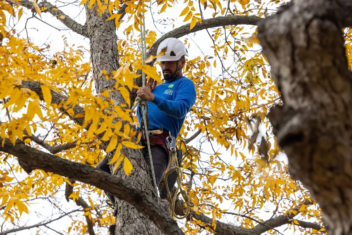 Skilled Tree Pruning crew working in Ancram