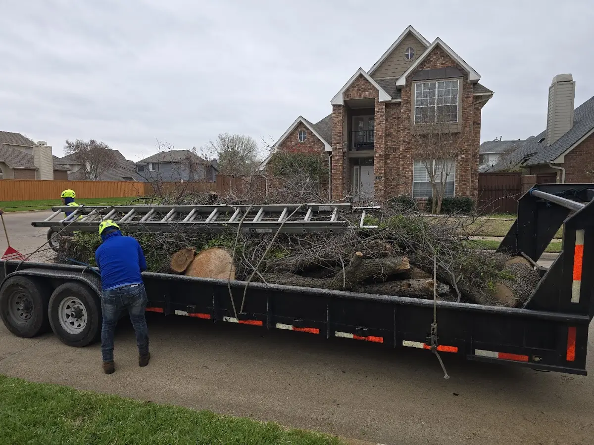 Expert Tree Pest Control with proper safety equipment in Ancram
